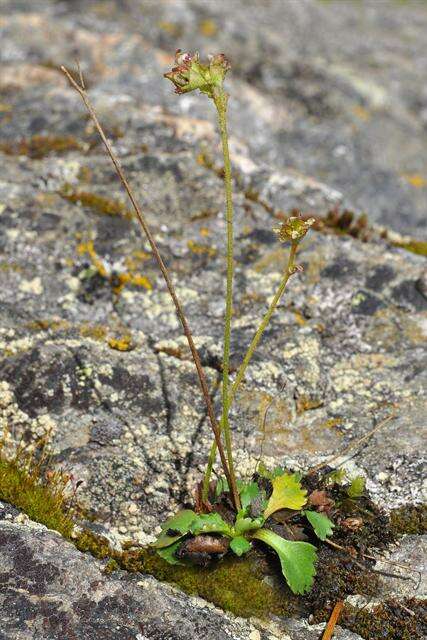 Image of Ottertail Pass saxifrage