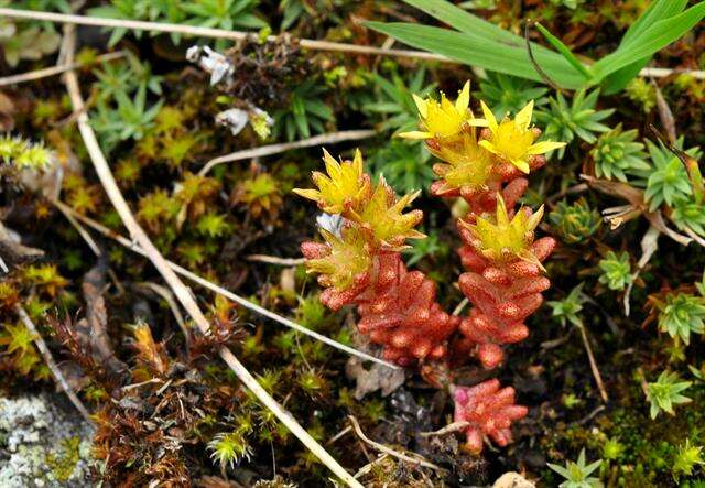 Sedum annuum L.的圖片