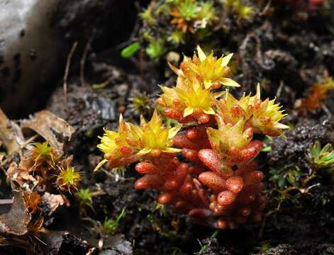 Image of annual stonecrop