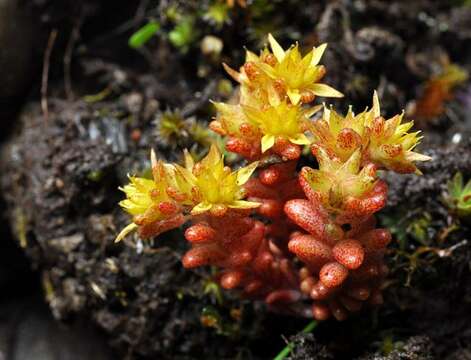 Sedum annuum L.的圖片