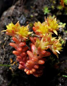 Image of annual stonecrop