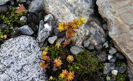 Sedum annuum L.的圖片