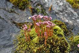 Image of hairy stonecrop