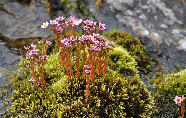 Image of hairy stonecrop