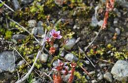 Image of hairy stonecrop