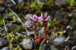 Image of hairy stonecrop