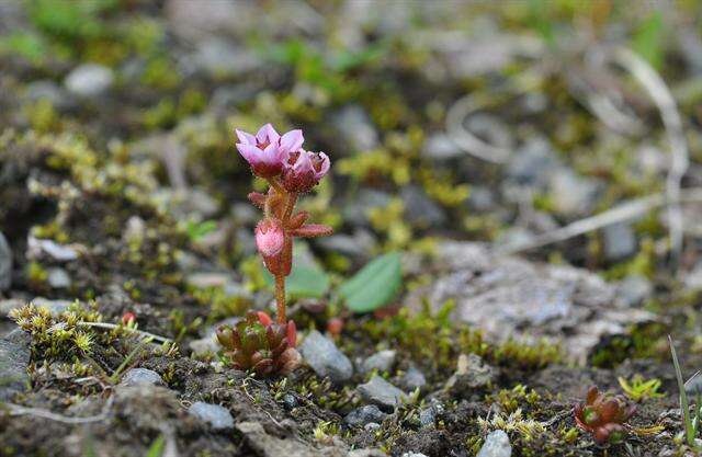 Image of hairy stonecrop