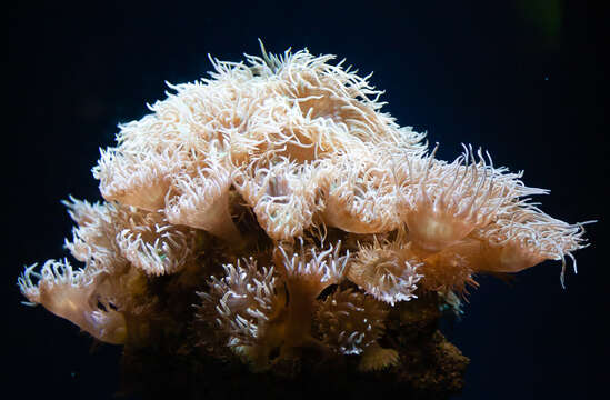 Image of dendrophylliid corals 