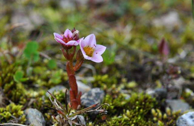 Image of hairy stonecrop