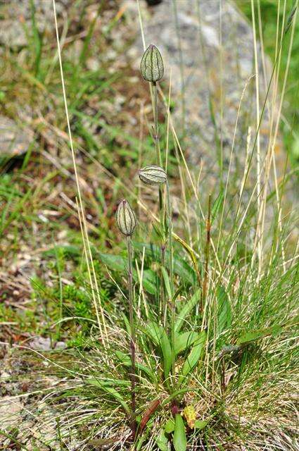 Image of apetalous catchfly