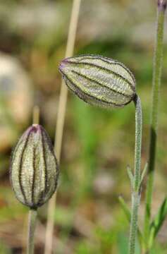 Image of apetalous catchfly