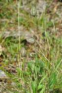 Image of apetalous catchfly