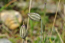 Image of apetalous catchfly