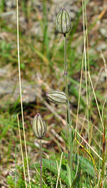 Image of apetalous catchfly