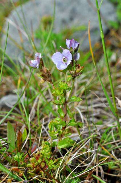 Image of woodystem speedwell