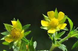 Image of Norwegian cinquefoil