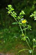 Image of Norwegian cinquefoil