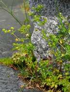 Imagem de Potentilla norvegica L.