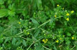 Imagem de Potentilla norvegica L.