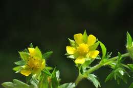 Imagem de Potentilla norvegica L.