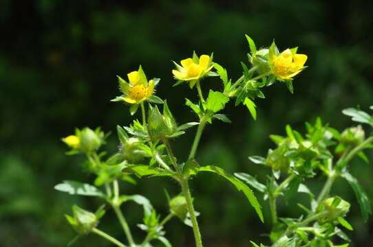 Image of Norwegian cinquefoil