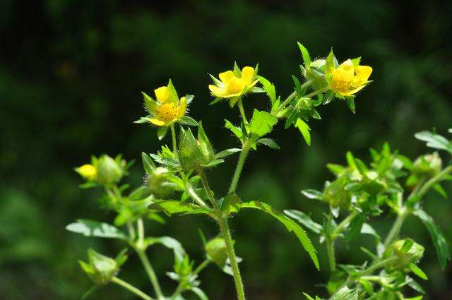 Imagem de Potentilla norvegica L.