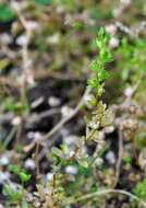 Image of american speedwell