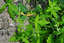 Image of Siberian geranium