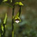 Imagem de Epipactis dunensis (T. Stephenson & T. A. Stephenson) Godfery