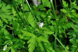 Image of Siberian geranium