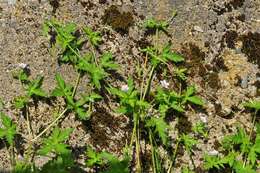 Image of Siberian geranium