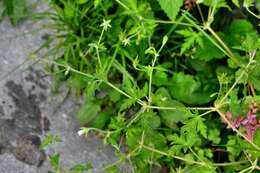 Image of Siberian geranium