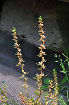 Image of american speedwell