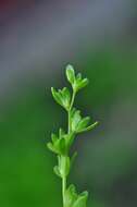 Image of american speedwell