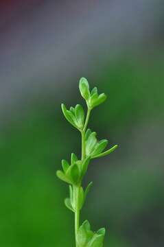 Image of american speedwell