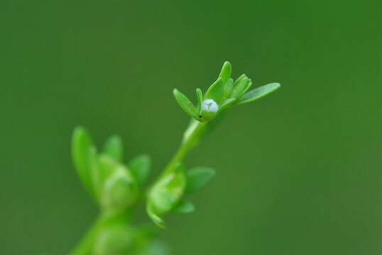 Image of american speedwell