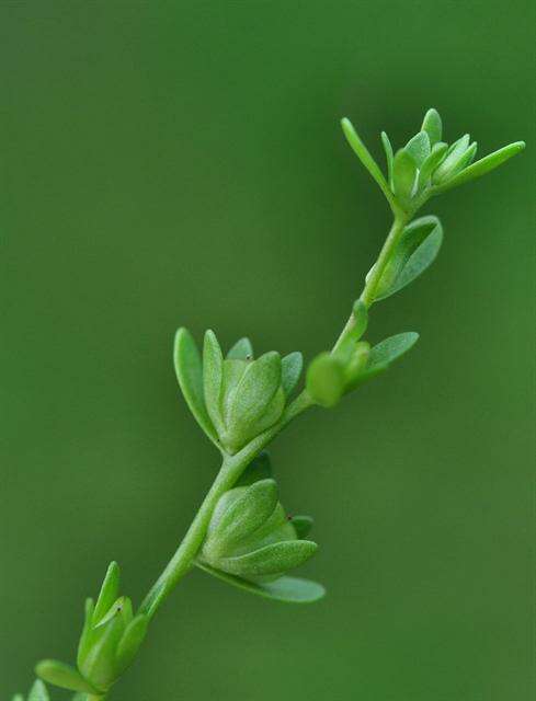 Image of american speedwell