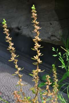 Image of american speedwell