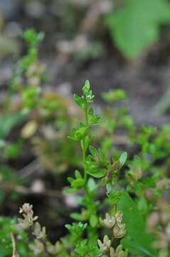 Image of american speedwell