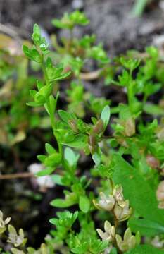 Image of american speedwell