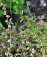 Image of american speedwell