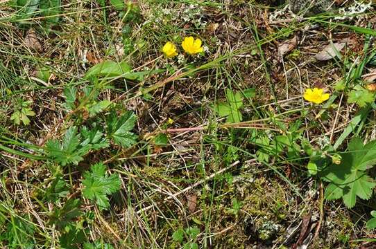 Image of Potentilla crantzii (Crantz) Beck