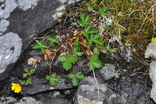 Слика од Potentilla crantzii (Crantz) Beck