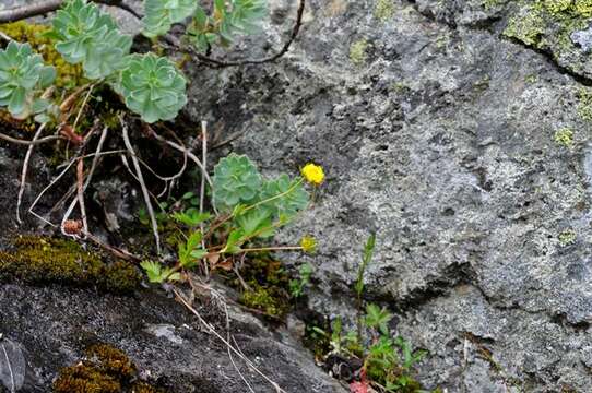 Слика од Potentilla crantzii (Crantz) Beck