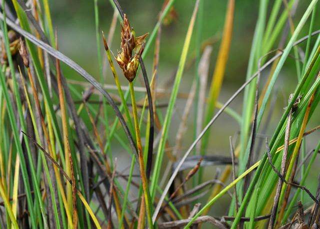 Image of cordroot sedge