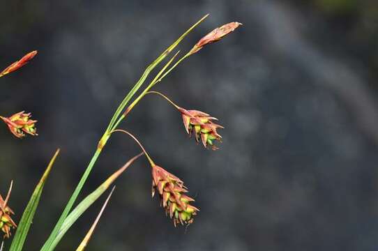 Image of boreal bog sedge