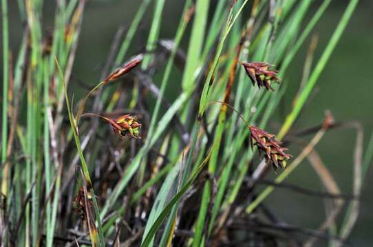 Image of boreal bog sedge