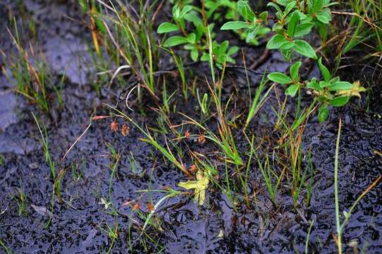 Image of boreal bog sedge