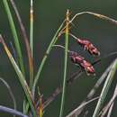 Image of Loose-flowered alpine sedge