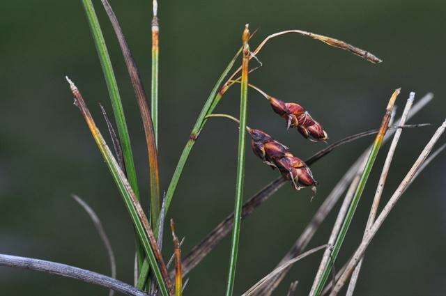 Image of Loose-flowered alpine sedge